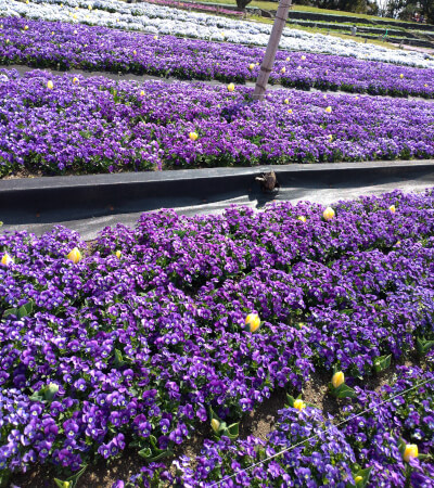 花棚紫