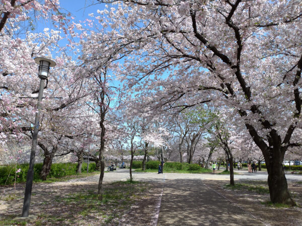 桜の通り